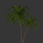 palm tree 70