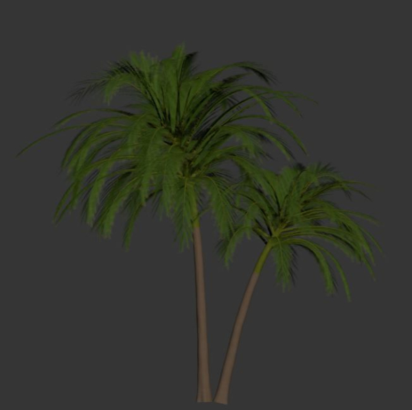 palm tree 70