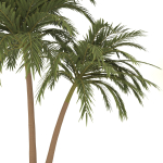 palm tree 70