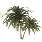 palm tree 70