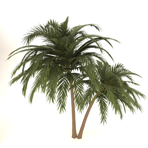 palm tree 70