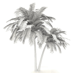 palm tree 70