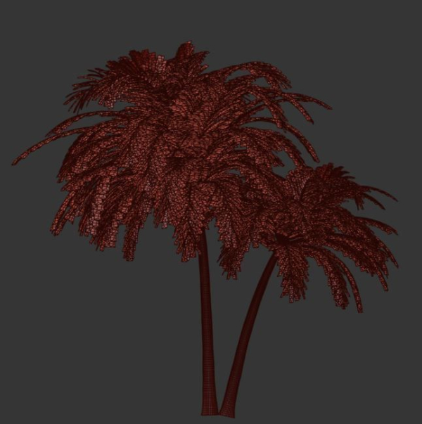 palm tree 70