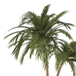 palm tree 70