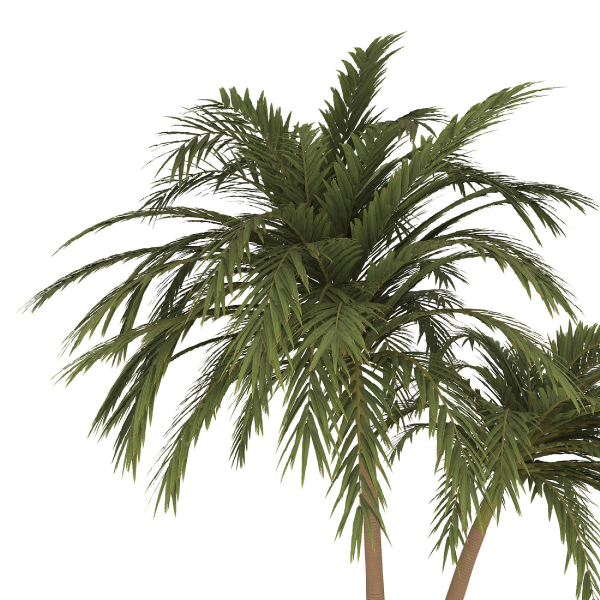 palm tree 70