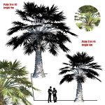 palm tree set 02