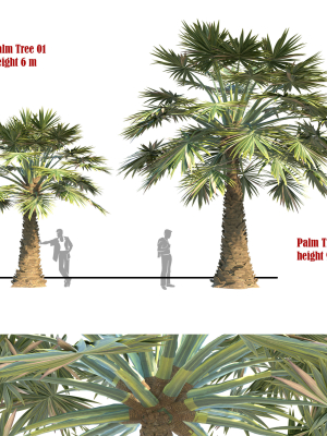 palm tree set 02