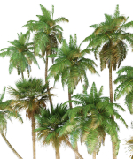 Palm trees Tropical