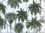 Palm trees Tropical