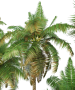Palm trees Tropical