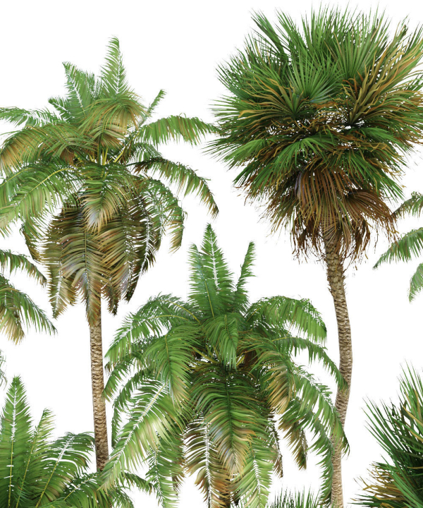 Palm trees Tropical