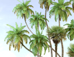 Palm trees Tropical