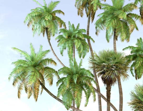Palm trees Tropical