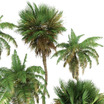 Palm trees Tropical