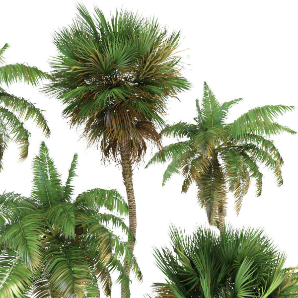 Palm trees Tropical