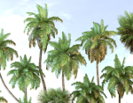 Palm trees Tropical