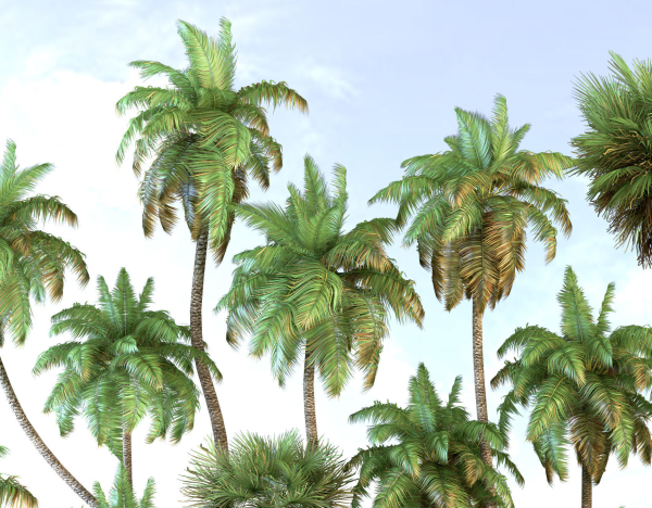 Palm trees Tropical