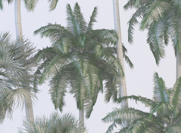Palm trees Tropical