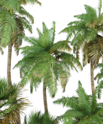 Palm trees Tropical