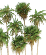 Palm trees Tropical