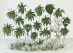 Palm trees Tropical