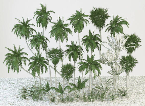 Palm trees Tropical