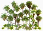Palm trees Tropical