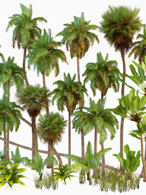 Palm trees Tropical