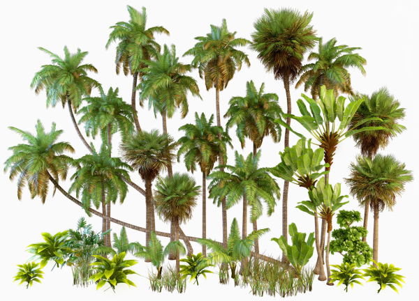Palm trees Tropical
