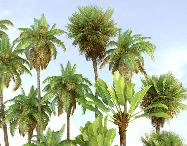 Palm trees Tropical