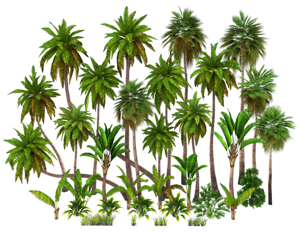 Palms low poly tropical palm trees