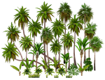 Palms low poly tropical palm trees