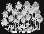 Palms low poly tropical palm trees