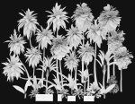 Palms low poly tropical palm trees