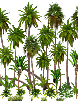 Palms low poly tropical palm trees
