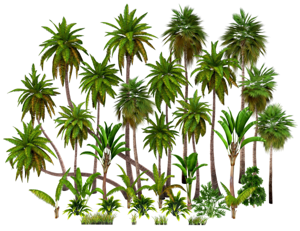 Palms low poly tropical palm trees