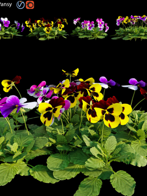 Pansy pansies
