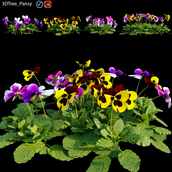 Pansy pansies