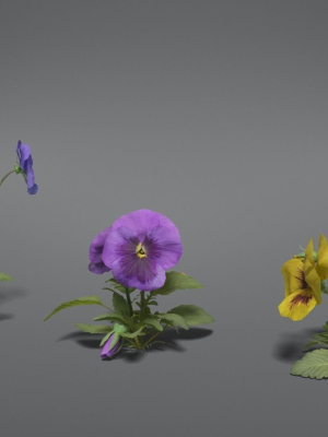 pansy-vfx-grace-3d-model-blend