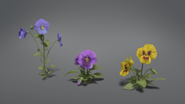 Pansy VFX Grace