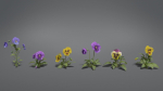 Pansy VFX Grace