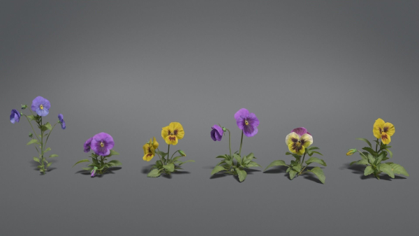 Pansy VFX Grace