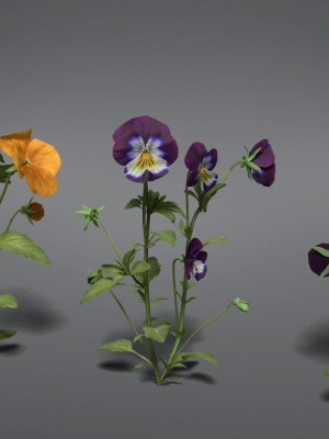 Pansy VFX Grace