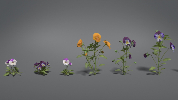 Pansy VFX Grace
