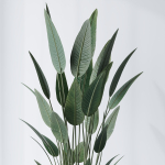 ParadiseBird and Elephantipes Gigantea Vase 08