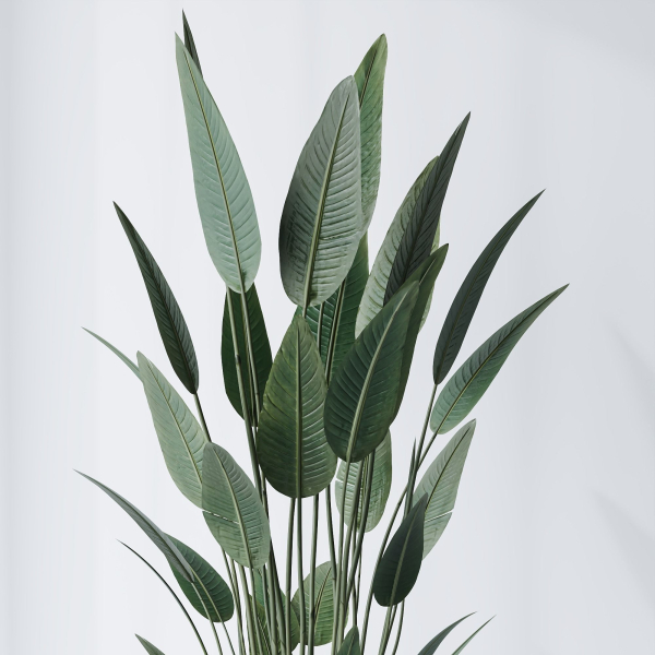 ParadiseBird and Elephantipes Gigantea Vase 08