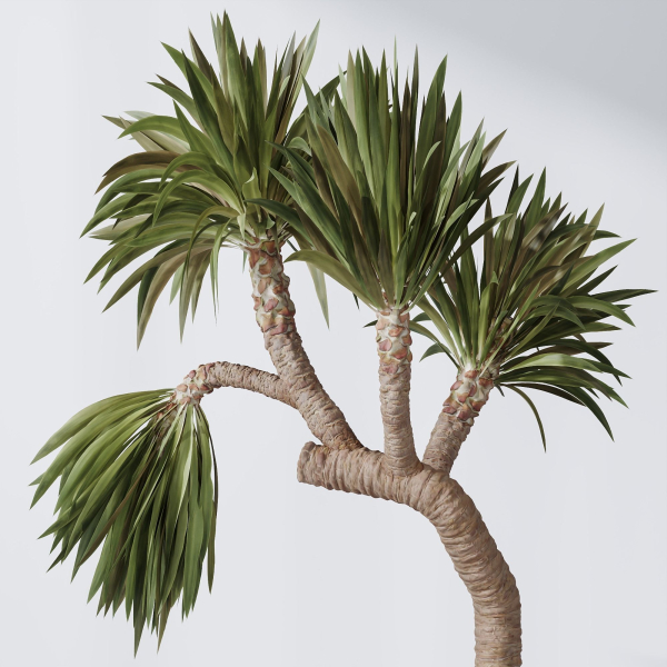 ParadiseBird and Elephantipes Gigantea Vase 08