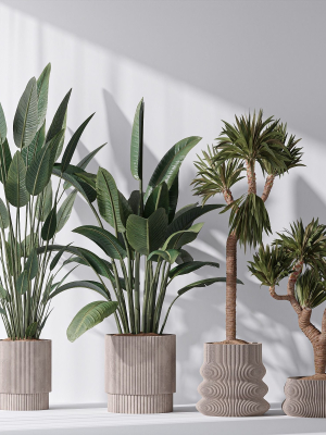 ParadiseBird and Elephantipes Gigantea Vase 08