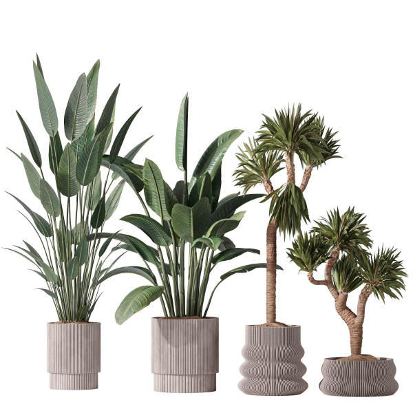 ParadiseBird and Elephantipes Gigantea Vase 08