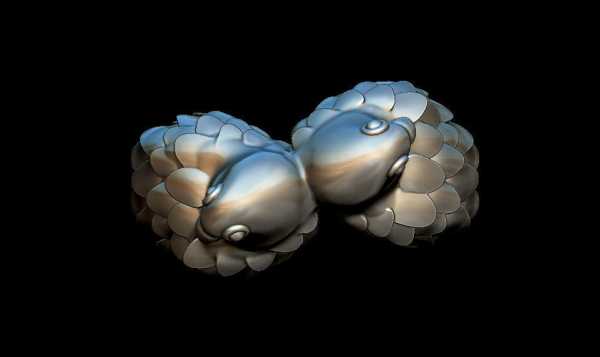 Parrots ring